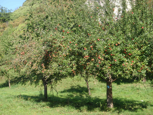Apple Orchard.